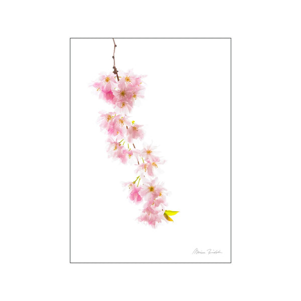 Monica Bindslev | Cherry tree blossom | アートプリント/アートポスター 北欧 デンマーク