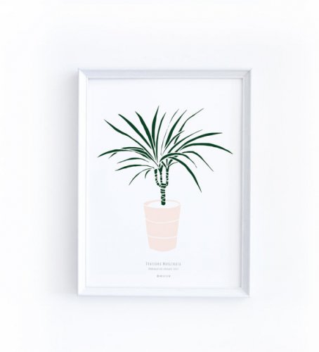 MICUSH |  DRACAENA MARGINATA ART PRINT | アートプリント/ポスター (30x40cm)