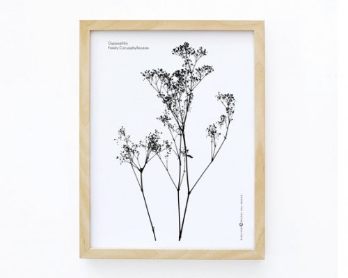 MICUSH | GYPSOPHILA ART PRINT | アートプリント/ポスター (30x40cm)