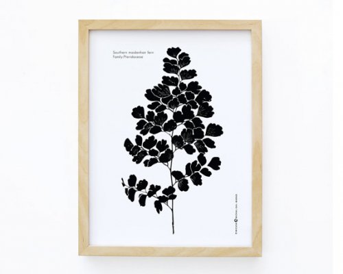 MICUSH | SOUTHERN MAIDENHAIR FERN ART PRINT | アートプリント/ポスター (30x40cm)