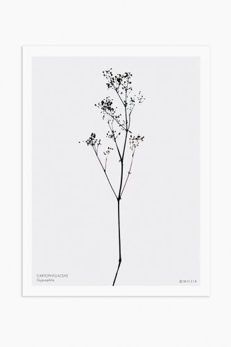 MICUSH | GYPSOPHILA ART PRINT | アートプリント/ポスター (30x40cm)