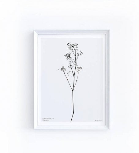 MICUSH | GYPSOPHILA ART PRINT | アートプリント/ポスター (30x40cm)