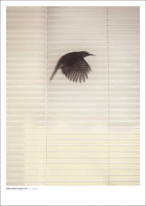 DAN ISAAC WALLIN | FLY FREE | フォトグラフィ/ポスター (50x70cm)