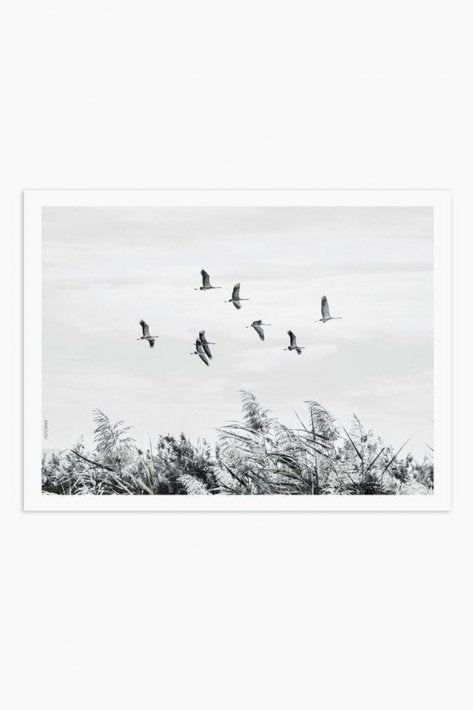 MICUSH | FLYING BIRDS PHOTOGRAPHY PRINT | アートプリント/ポスター (30x40cm)