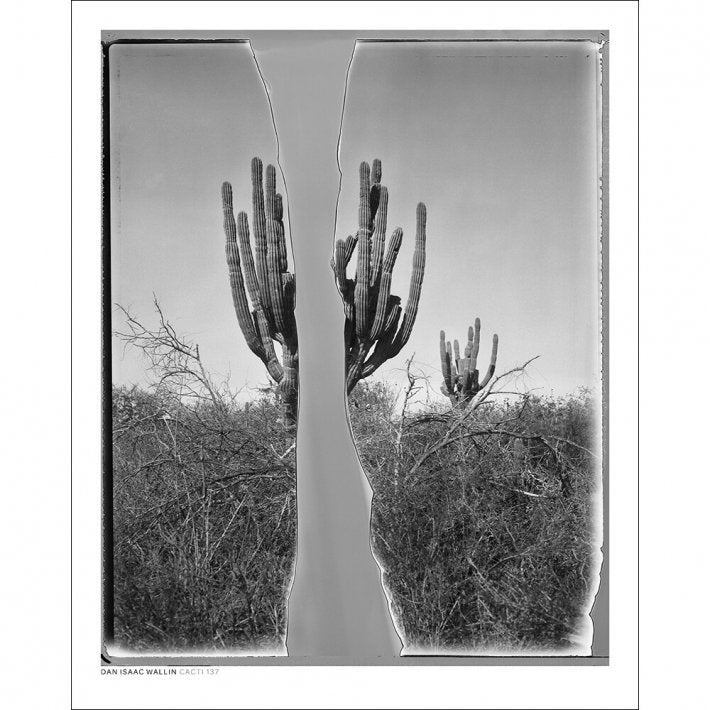 DAN ISAAC WALLIN | CACTI 137 | フォトグラフィ/ポスター (40x50cm) - 40x50cm