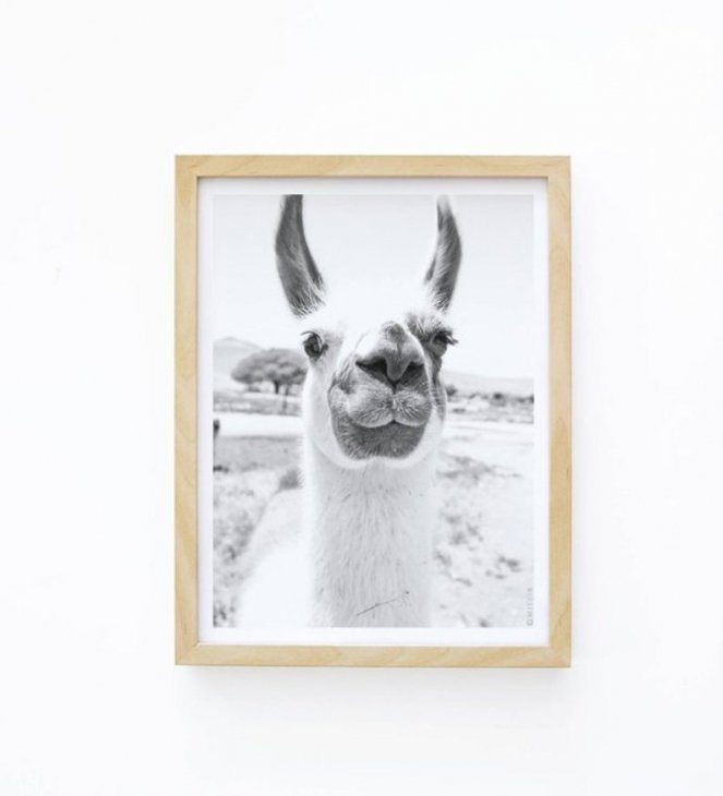 MICUSH | LLAMA PHOTOGRAPHY PRINT (AP026) | アートプリント/ポスター (30x40cm)