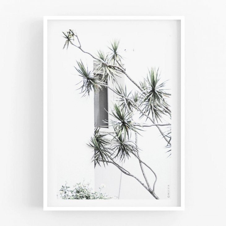 MICUSH | DRACAENA MARGINATA PHOTOGRAPHY PRINT (AP019) | アートプリント/ポスター (30x40cm)