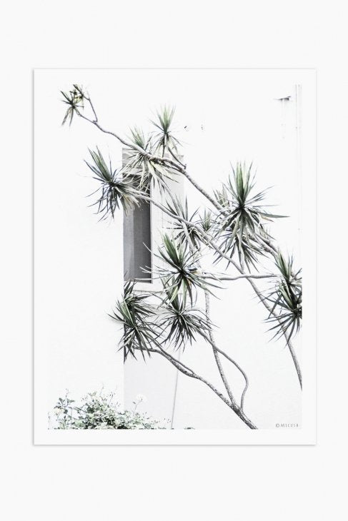 MICUSH | DRACAENA MARGINATA PHOTOGRAPHY PRINT (AP019) | アートプリント/ポスター (30x40cm)