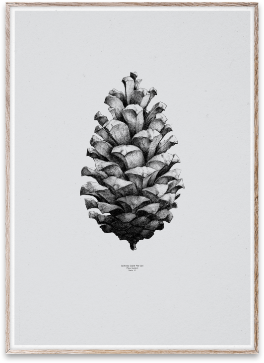 PAPER COLLECTIVE | PINE CONE (grey) | アートプリント/アートポスター (50x70cm)【北欧 シンプル インテリア おしゃれ】