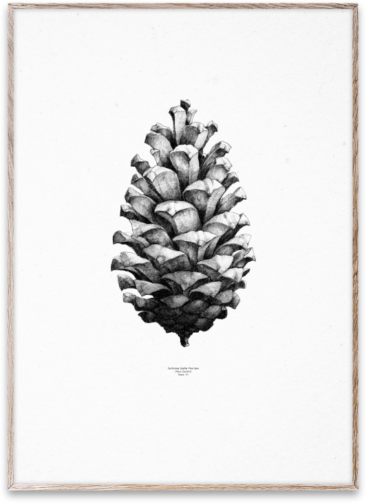 PAPER COLLECTIVE | PINE CONE (white) | アートプリント/アートポスター (50x70cm)【北欧 シンプル インテリア おしゃれ】