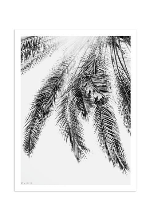 MICUSH | PALM LEAVES | アートプリント/ポスター (30x40cm)【北欧 シンプル インテリア おしゃれ】