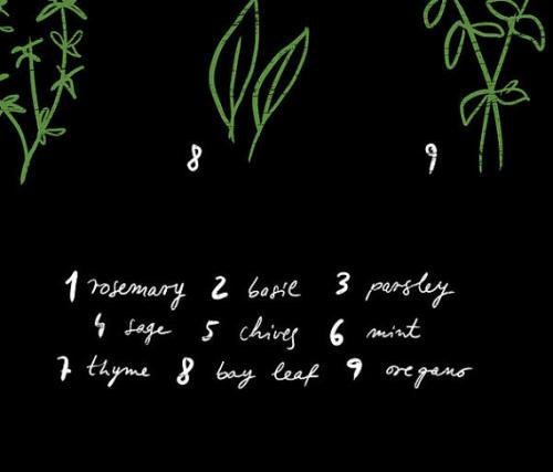 ANEK | BOTANICAL CHART HERBS |【カフェ レストラン 】 | ポスター